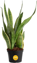 Costa Farms Sansevieria Grower's Choice Snake Live Indoor Plant, 12-Inches Tall, Grower Pot by GreenHaven Gardens