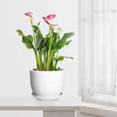 8 Inch Ceramic Planter, Plant Pots with Drainage Hole and Separable Saucer,Indoor-Outdoor Round Succulent Orchid Flower Pot,Indoor pots for Plants(Smooth White,Plant Pot only) by GreenHaven Gardens