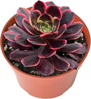 Live Succulents Aeonium 'Superbang' (4-inch), Succulent Plants Fully Rooted in Pots with Soil, Easy-Care House Plant for DIY, Home Office Decor, Wedding Party Favor by GreenHaven Gardens