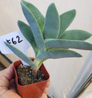 #62  Crassula Perfoliata Falcata Propeller Plant