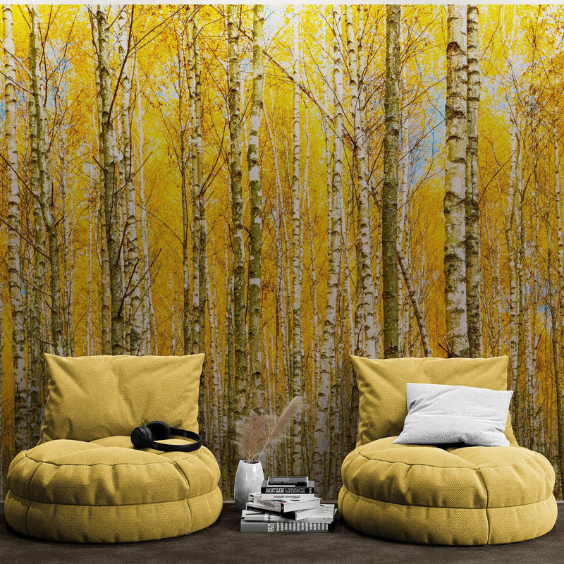 Autumn Scenic Birch Tree Forest Wall Mural | Peel and Stick Wallpaper.