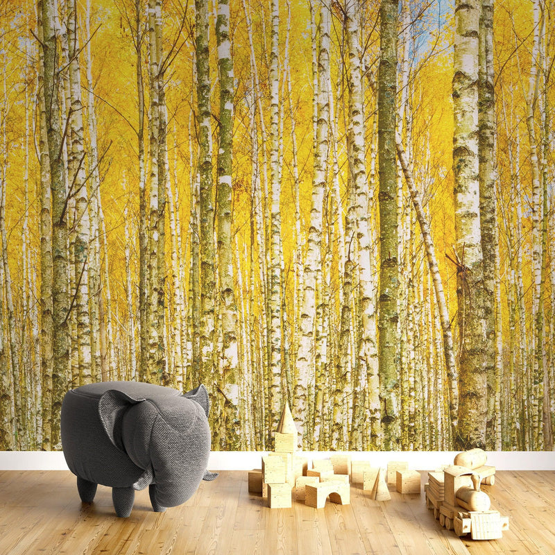 Autumn Scenic Birch Tree Forest Wall Mural | Peel and Stick Wallpaper.