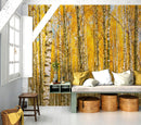 Autumn Scenic Birch Tree Forest Wall Mural | Peel and Stick Wallpaper.