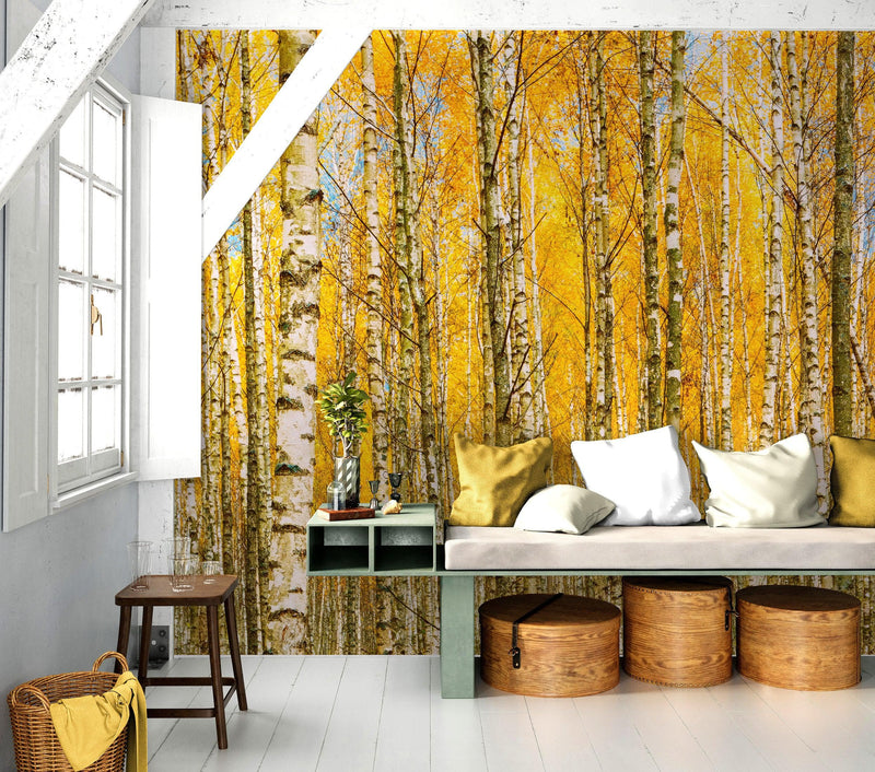 Autumn Scenic Birch Tree Forest Wall Mural | Peel and Stick Wallpaper.