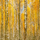Autumn Scenic Birch Tree Forest Wall Mural | Peel and Stick Wallpaper.