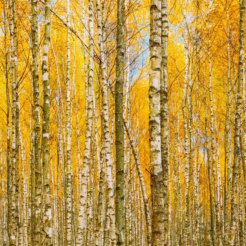 Autumn Scenic Birch Tree Forest Wall Mural | Peel and Stick Wallpaper.