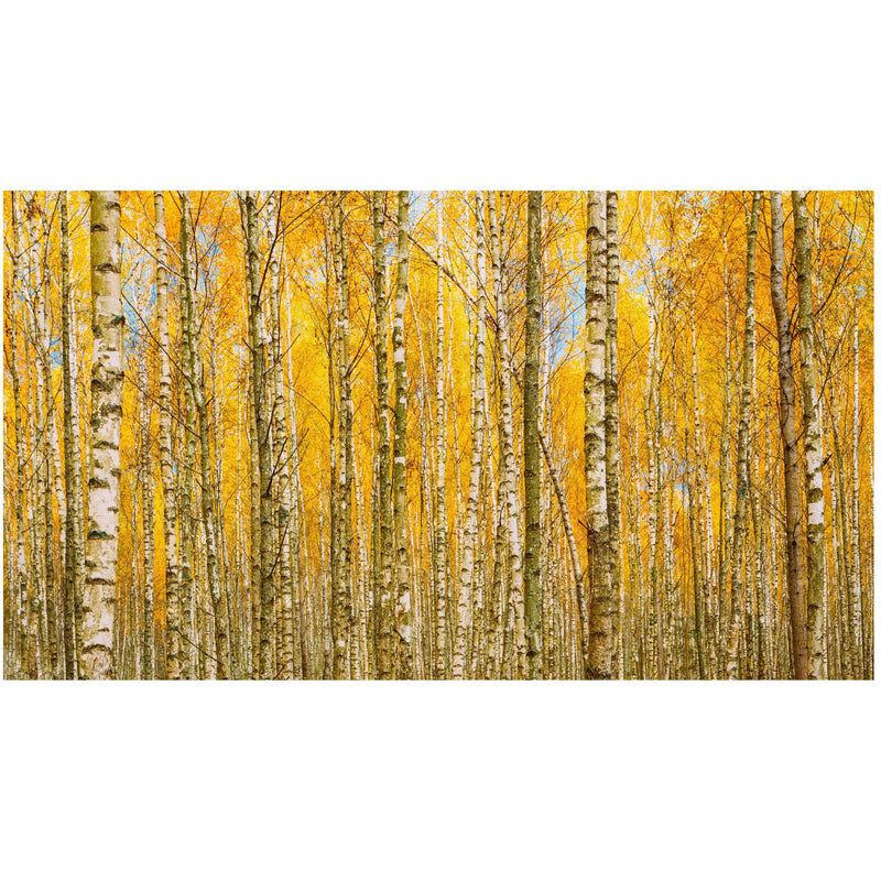 Autumn Scenic Birch Tree Forest Wall Mural | Peel and Stick Wallpaper.