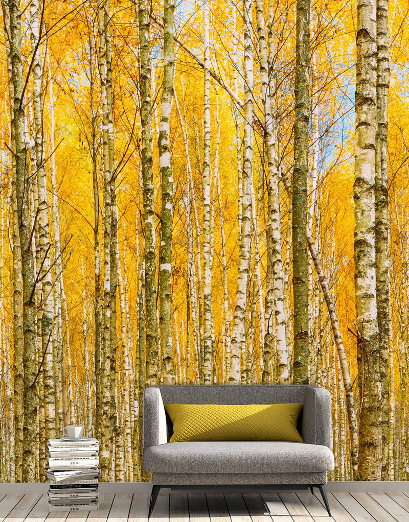 Autumn Scenic Birch Tree Forest Wall Mural | Peel and Stick Wallpaper.