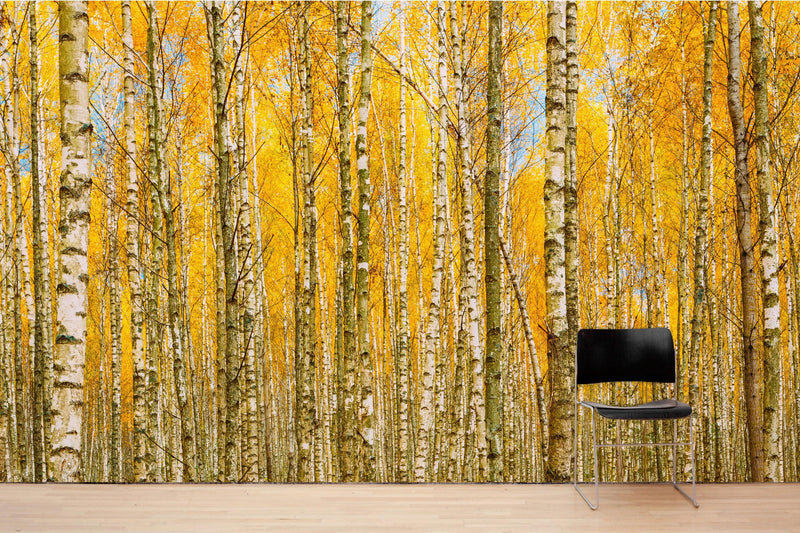 Autumn Scenic Birch Tree Forest Wall Mural | Peel and Stick Wallpaper.