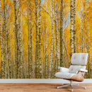 Autumn Scenic Birch Tree Forest Wall Mural | Peel and Stick Wallpaper.