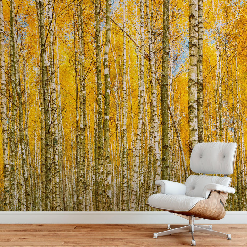 Autumn Scenic Birch Tree Forest Wall Mural | Peel and Stick Wallpaper.