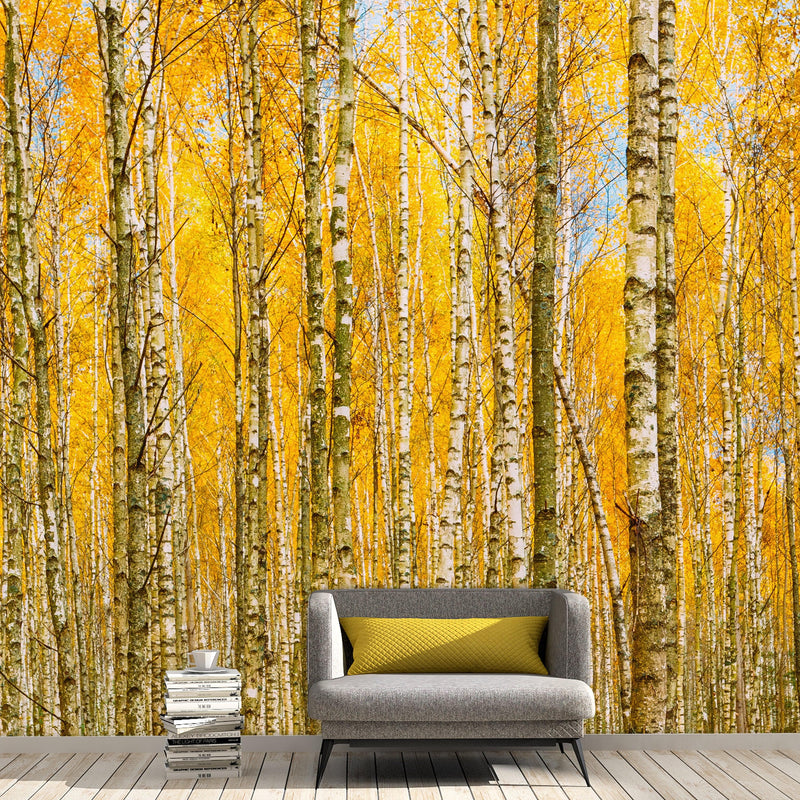 Autumn Scenic Birch Tree Forest Wall Mural | Peel and Stick Wallpaper.