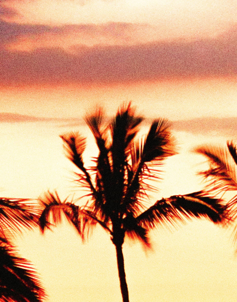 Tropical Sunset Palm Tree Paradise Wall Mural.