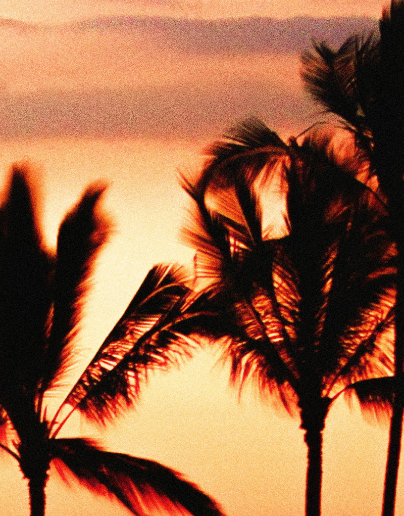 Tropical Sunset Palm Tree Paradise Wall Mural.