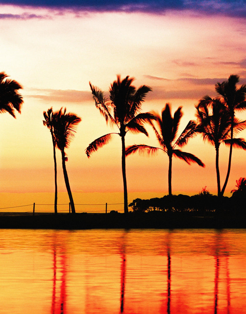 Tropical Sunset Palm Tree Paradise Wall Mural.