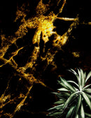 Black and Gold Abstract Marble Stone Peel and Stick Wall Mural.