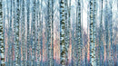 White Birch Tree Forest Wall Mural Wallpaper. Sunset Scenery.