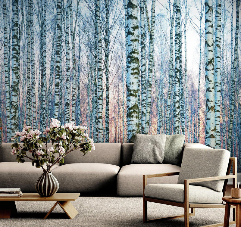 White Birch Tree Forest Wall Mural Wallpaper. Sunset Scenery.