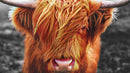 Highland Cow Cattle Head Wall Mural - Farmhouse Charm for Your Home.