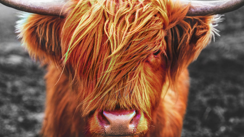 Highland Cow Cattle Head Wall Mural - Farmhouse Charm for Your Home.