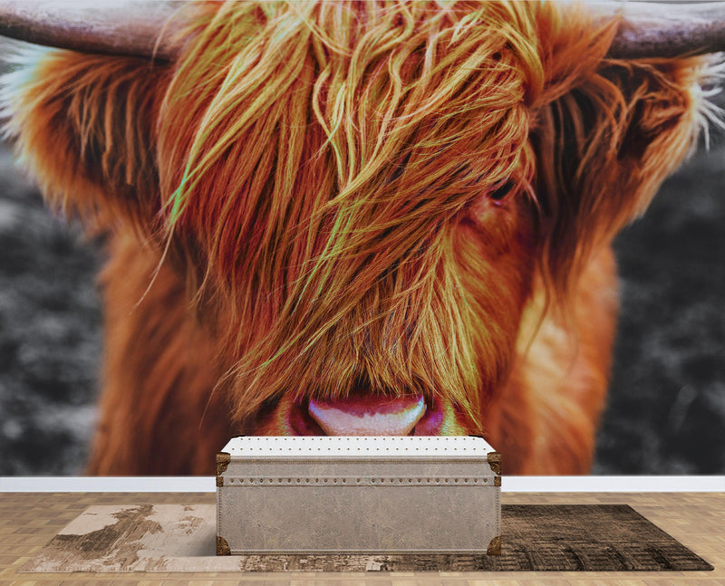 Highland Cow Cattle Head Wall Mural - Farmhouse Charm for Your Home.