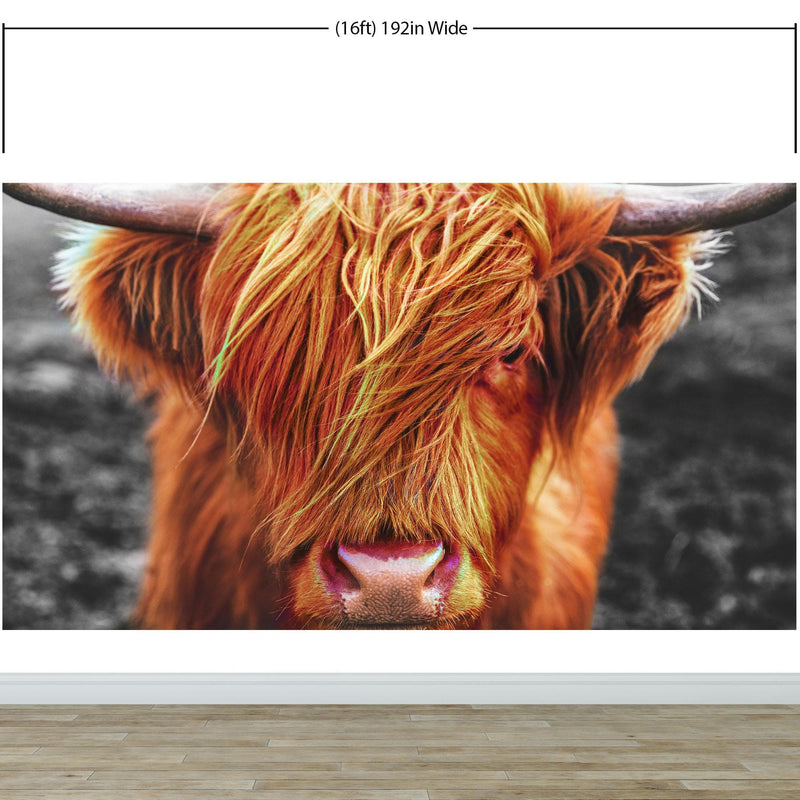 Highland Cow Cattle Head Wall Mural - Farmhouse Charm for Your Home.