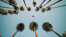 Southern California Palm Trees and Airplane Wallpaper Mural.