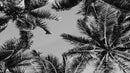 Black and White Tropical Palm Tree Mural. Vintage Summer Vibe.