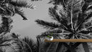 Black and White Tropical Palm Tree Mural. Vintage Summer Vibe.