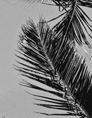 Black and White Tropical Palm Tree Mural. Vintage Summer Vibe.