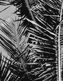 Black and White Tropical Palm Tree Mural. Vintage Summer Vibe.