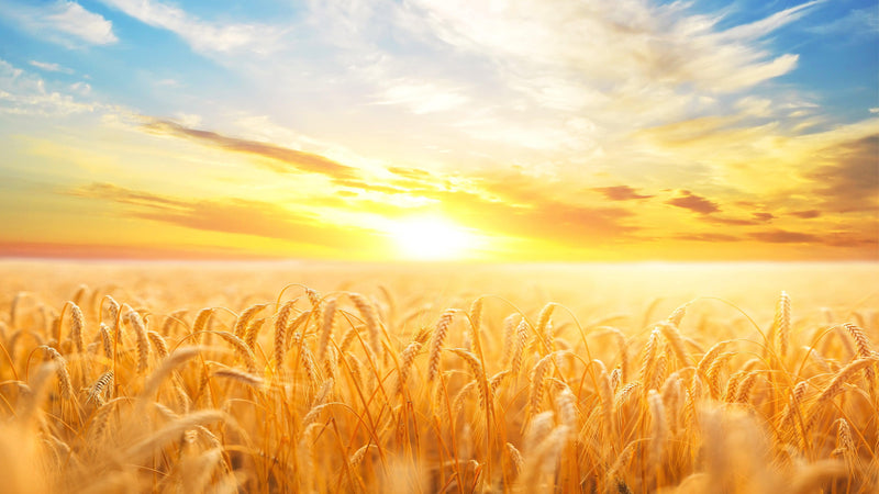 Sunset Sunrise over Farmland Wheat Field Wall Mural. Peel and Stick Wall Paper.