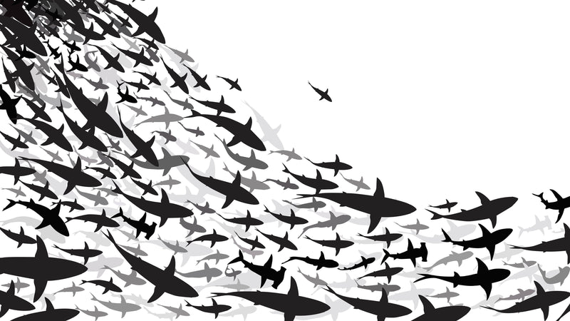 Shark Frenzy Underwater Wall Mural. Peel and Stick Wallpaper. Black and White Shark Silhouettes