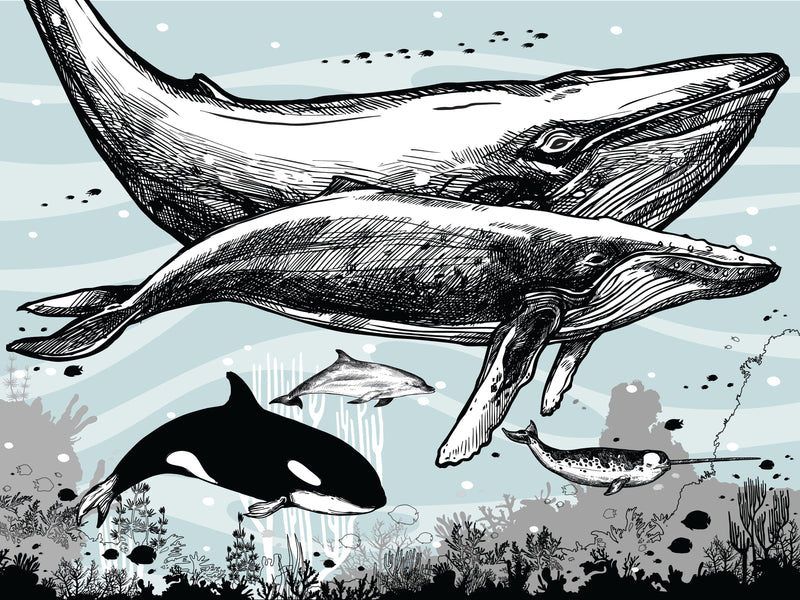 Whale, Dolphin, Killer Whale Wall Mural. Underwater Sea Life Drawing Design. Peel and Stick Wall Mural.