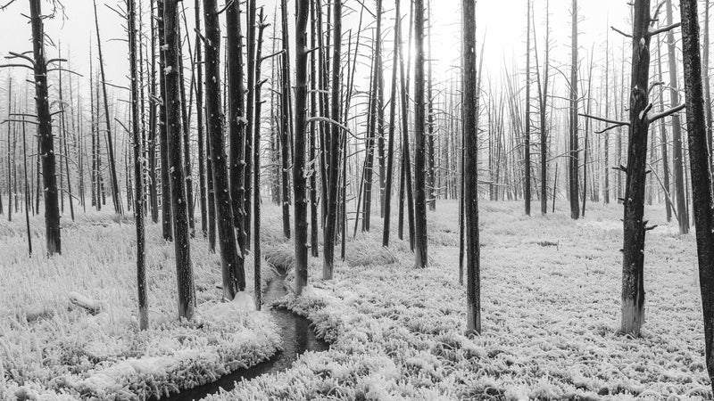 Black and White Forest Landscape Wall Mural. Peel and Stick Wallpaper.