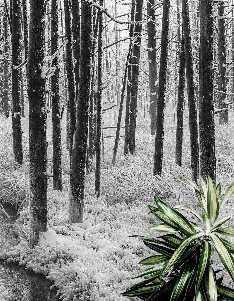 Black and White Forest Landscape Wall Mural. Peel and Stick Wallpaper.