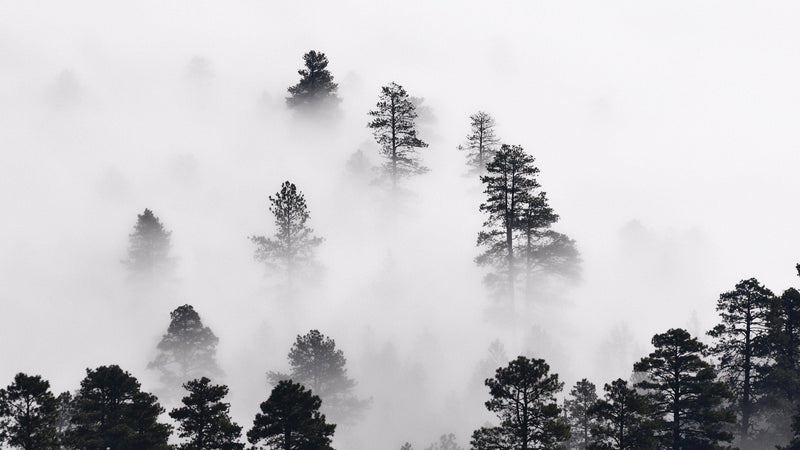 Foggy Forest Wallpaper Black and White Wall Mural.