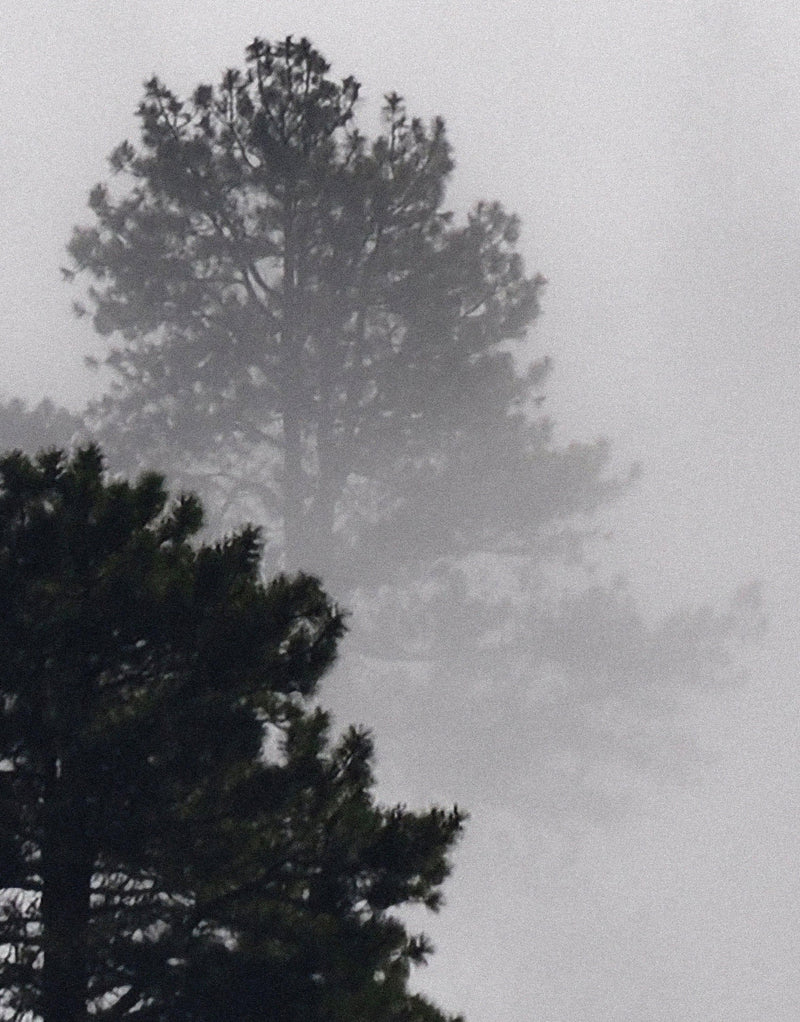 Foggy Forest Wallpaper Black and White Wall Mural.