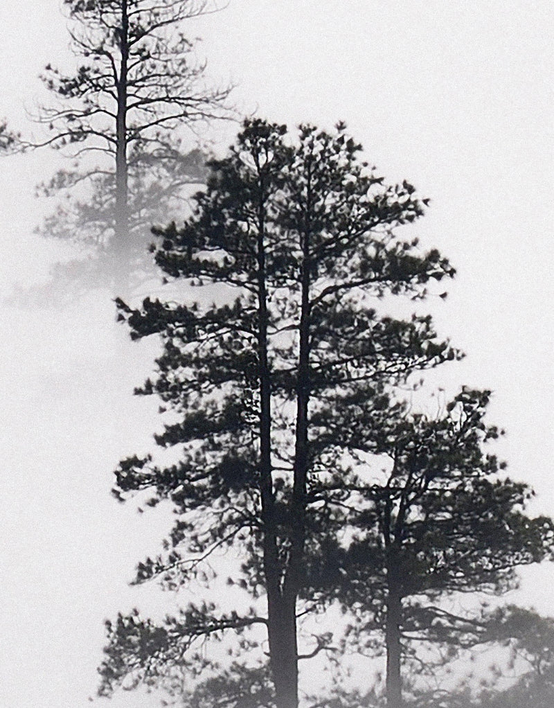 Foggy Forest Wallpaper Black and White Wall Mural.