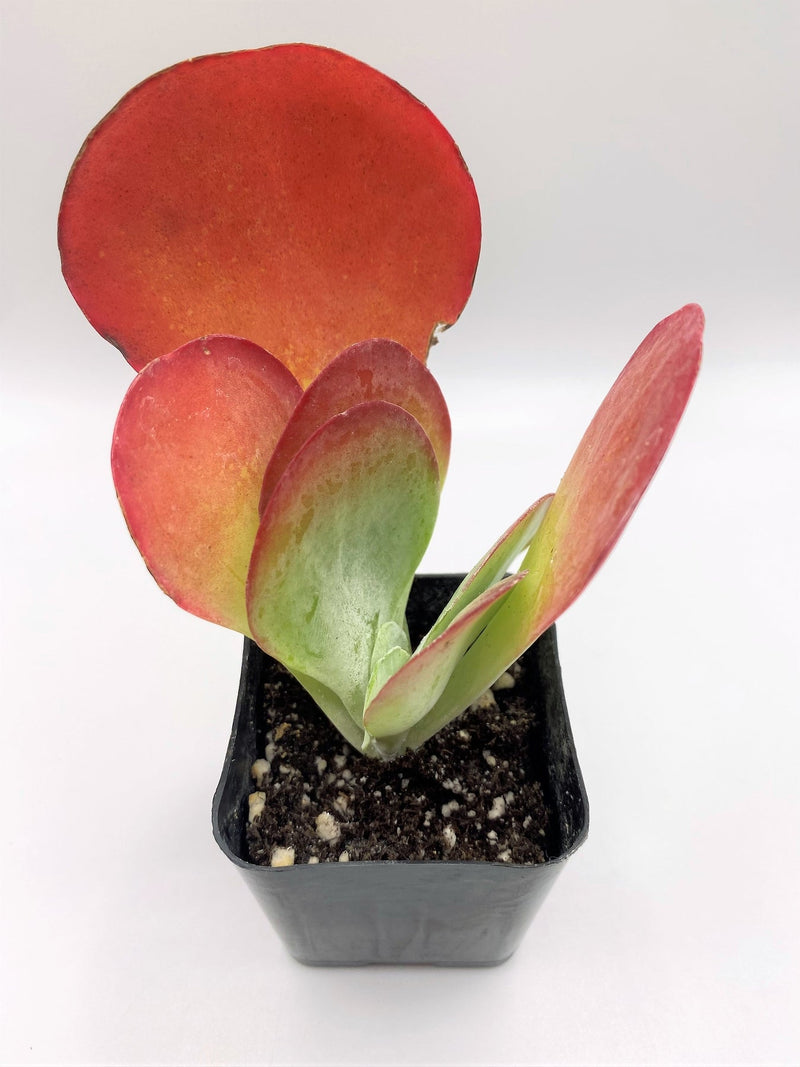 #64  Kalanchoe Thyrsiflora Flapjack