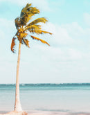 Palm Tree on Beach Coastline Wall Mural. Tropical Theme Peel and Stick Wallpaper Decor.