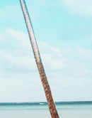 Palm Tree on Beach Coastline Wall Mural. Tropical Theme Peel and Stick Wallpaper Decor.