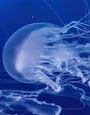 Jellyfish Floating Underwater Wall Mural. Deep Blue Ocean Peel and Stick Wallpaper.