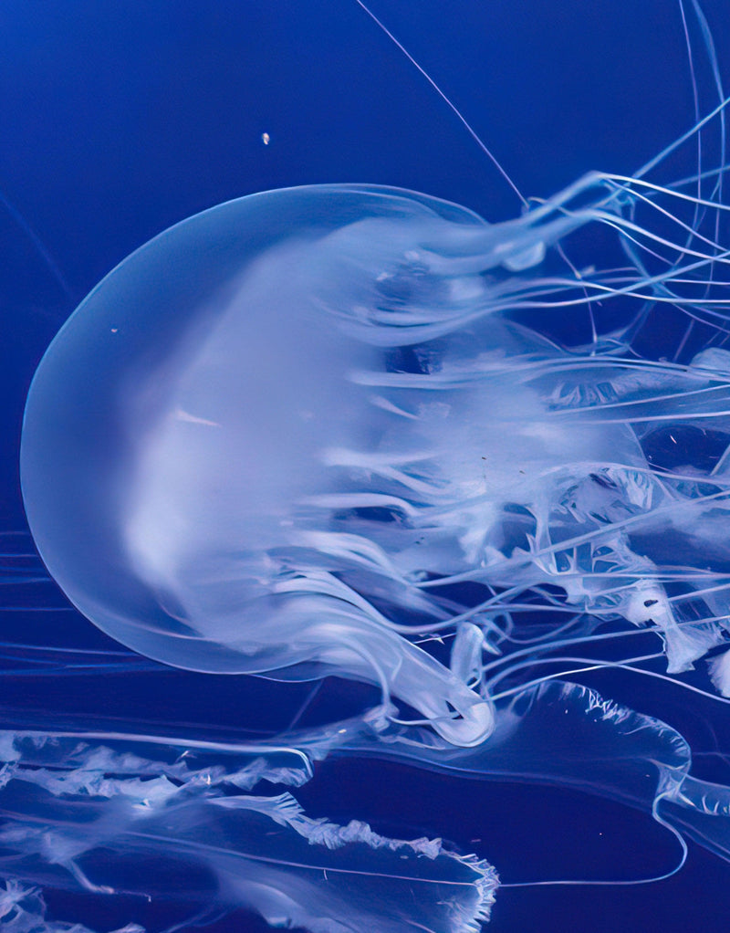 Jellyfish Floating Underwater Wall Mural. Deep Blue Ocean Peel and Stick Wallpaper.