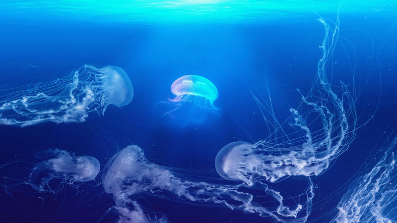 Jellyfish Floating Underwater Wall Mural. Deep Blue Ocean Peel and Stick Wallpaper.