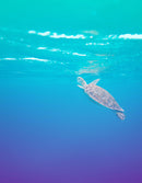 Swimming Sea Turtle Coming Up for Air Wall Mural. Pastel Color Sea Life. Peel and Stick Wallpaper.