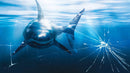 Great White Shark Attack Aquarium Glass Wall Mural. Peel and Stick Wallpaper.