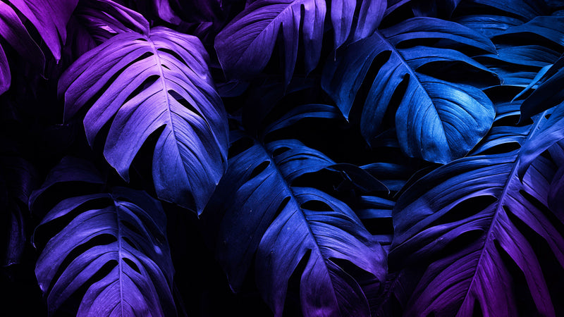 Tropical Wallpaper Blue and Purple Leaf Wall Mural on Dark Background