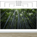 Tall Bamboo Tree Forest Wall Mural. Peaceful, Serenity, Zen Background Wallpaper.