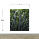 Tall Bamboo Tree Forest Wall Mural. Peaceful, Serenity, Zen Background Wallpaper.